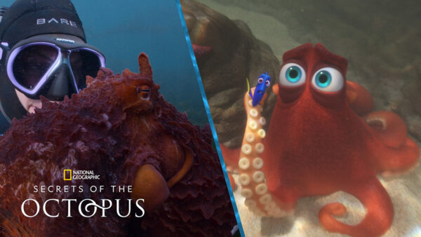 Campaign Featured Image for Secrets of the Octopus